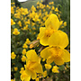 Erythranthe guttata - Yellow Monkey Flower (Seed)