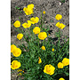 Eschscholzia caespitosa - Foothill Poppy, Tufted Poppy (Seed)