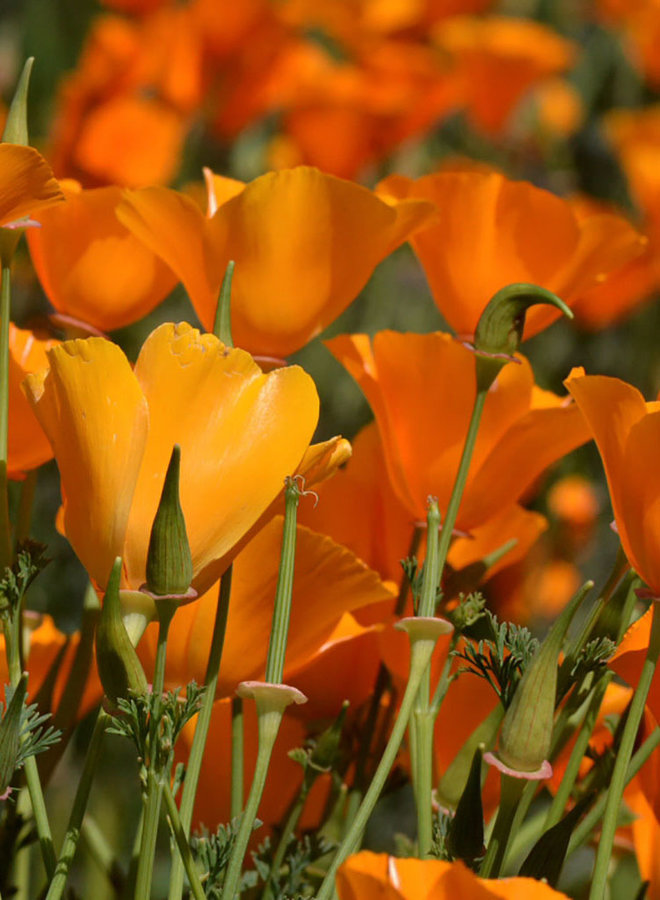 Eschscholzia californica - California Poppy (Seed)