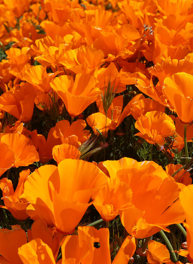 Eschscholzia californica - California Poppy (Seed)