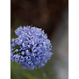 Gilia capitata - Globe Gilia, Bluehead Gilia (Seed)