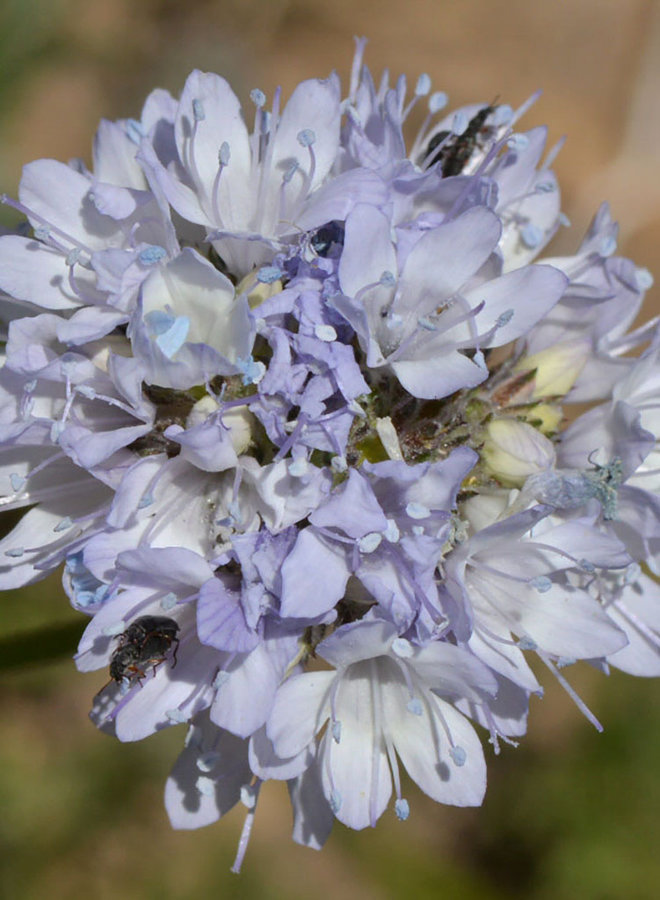 Gilia capitata - Globe Gilia, Bluehead Gilia (Seed)