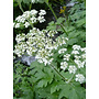 Heracleum maximum - Cow Parsnip (Seed)