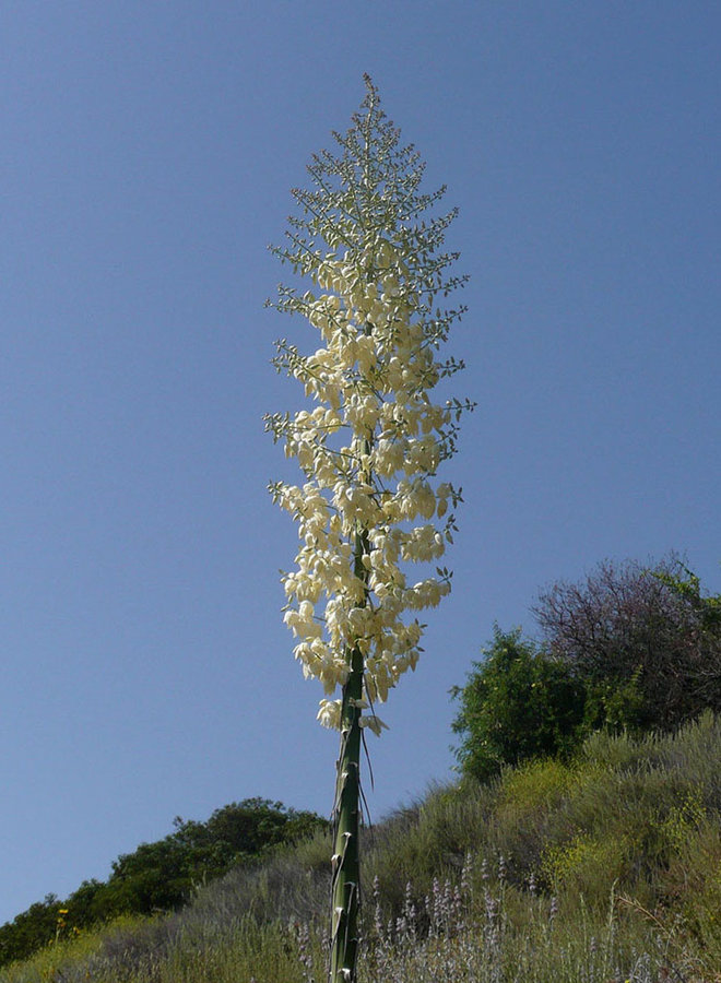 Hesperoyucca whipplei - Chaparral Yucca, Our Lord's Candle (Seed)