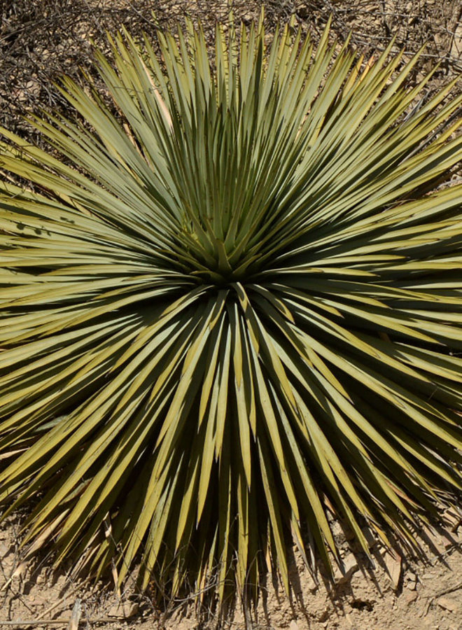 Hesperoyucca whipplei - Chaparral Yucca, Our Lord's Candle (Seed)