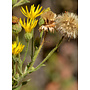 Heterotheca grandiflora - Telegraph Weed (Seed)
