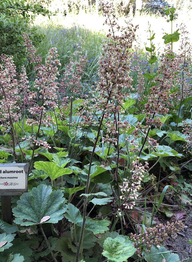 Heuchera maxima - Island Alumroot (Seed)