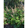 Heuchera maxima - Island Alumroot (Seed)