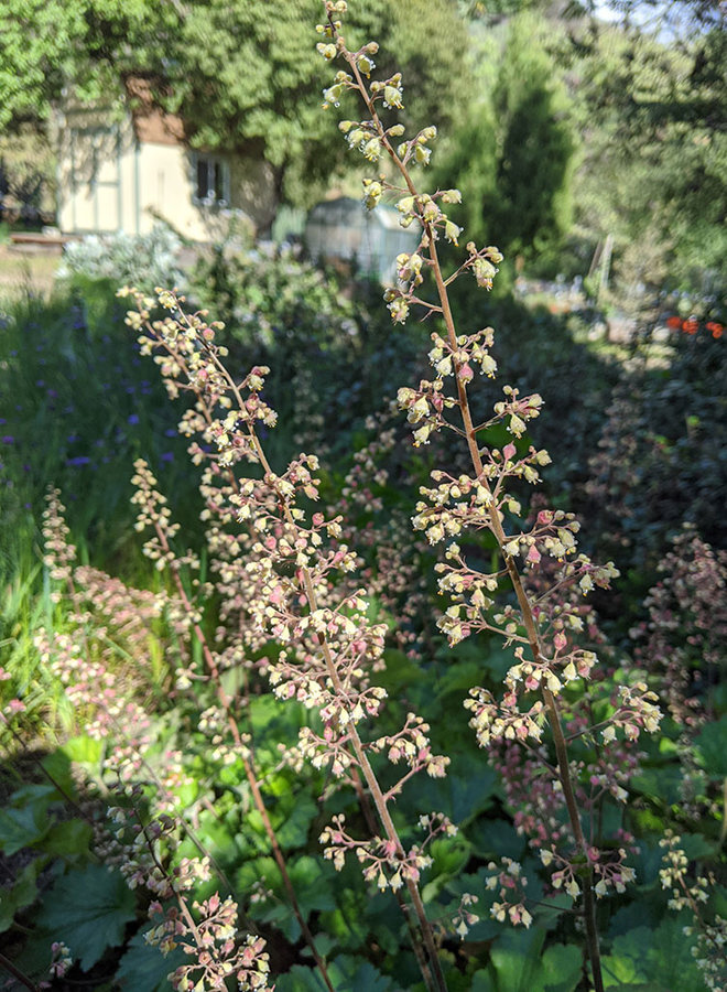 Heuchera maxima - Island Alumroot (Seed)