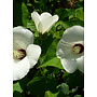 Hibiscus lasiocarpus - California Hibiscus (Seed)