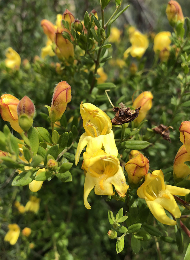 Keckiella antirrhinoides - Chaparral Beard Tongue, Snapdragon Penstemon (Seed)
