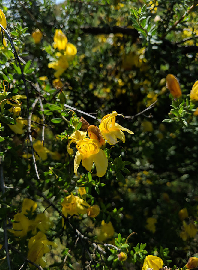 Keckiella antirrhinoides - Chaparral Beard Tongue, Snapdragon Penstemon (Seed)
