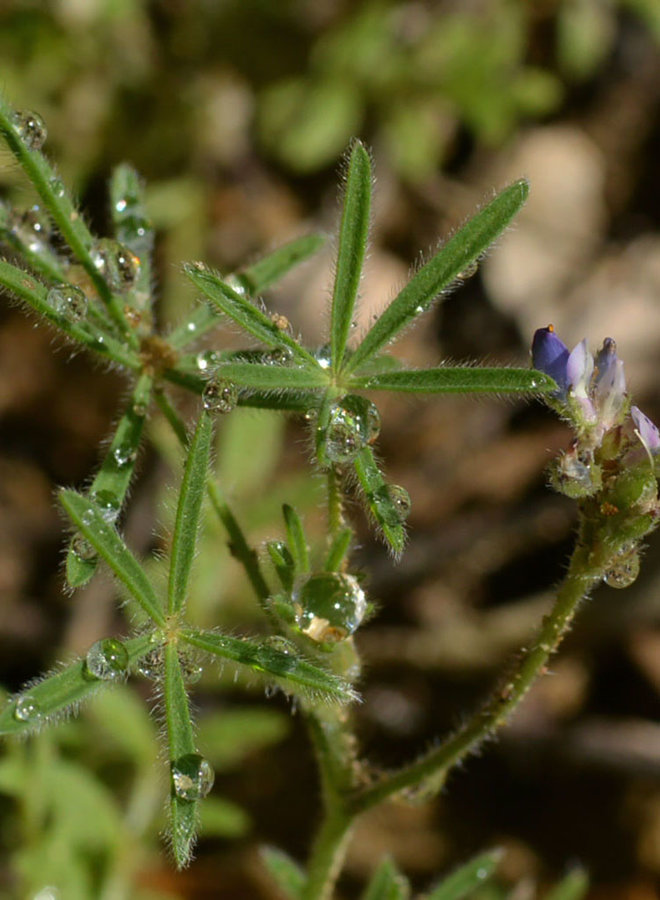 Lupinus bicolor - Miniature Lupine (Seed)