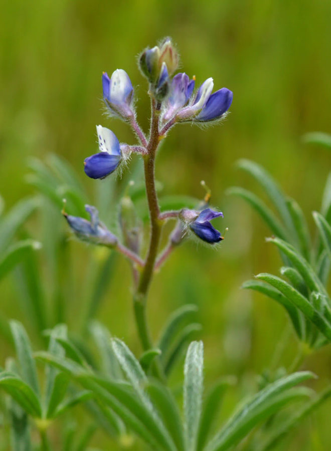 Lupinus bicolor - Miniature Lupine (Seed)