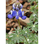 Lupinus nanus - Sky Lupine (Seed)