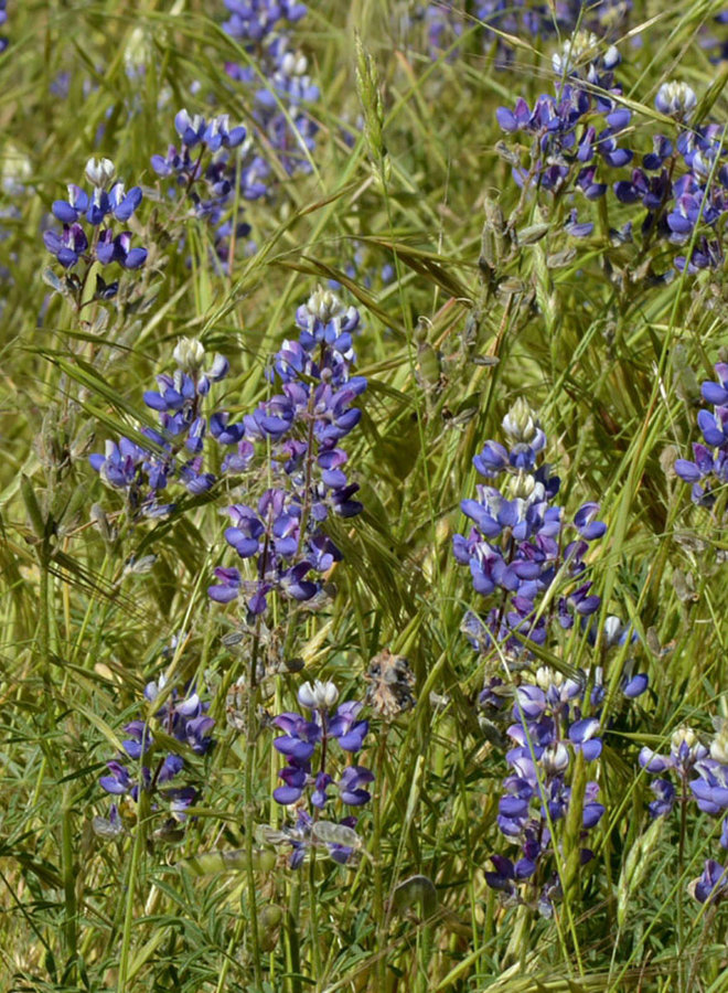 Lupinus nanus - Sky Lupine (Seed)