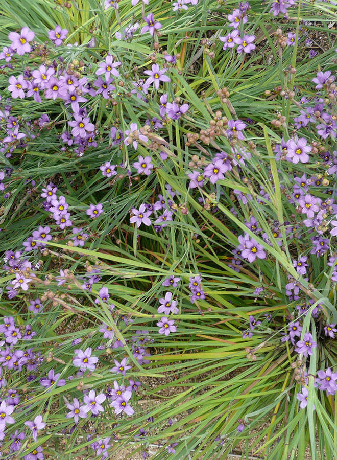 Sisyrinchium bellum - Blue Eyed Grass (Seed)