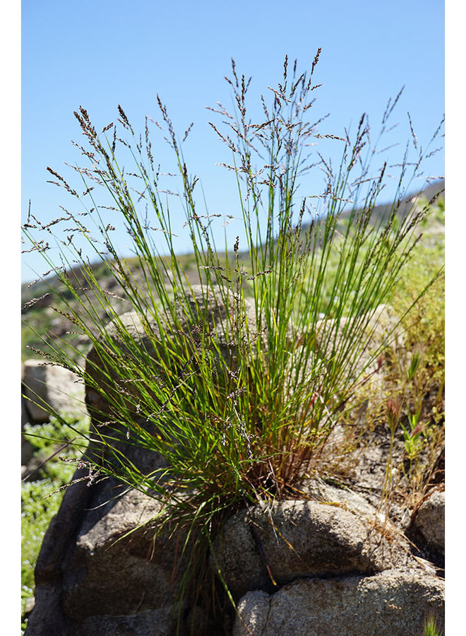 Melica imperfecta - Oniongrass, Small-Flowered Melic (Seed)