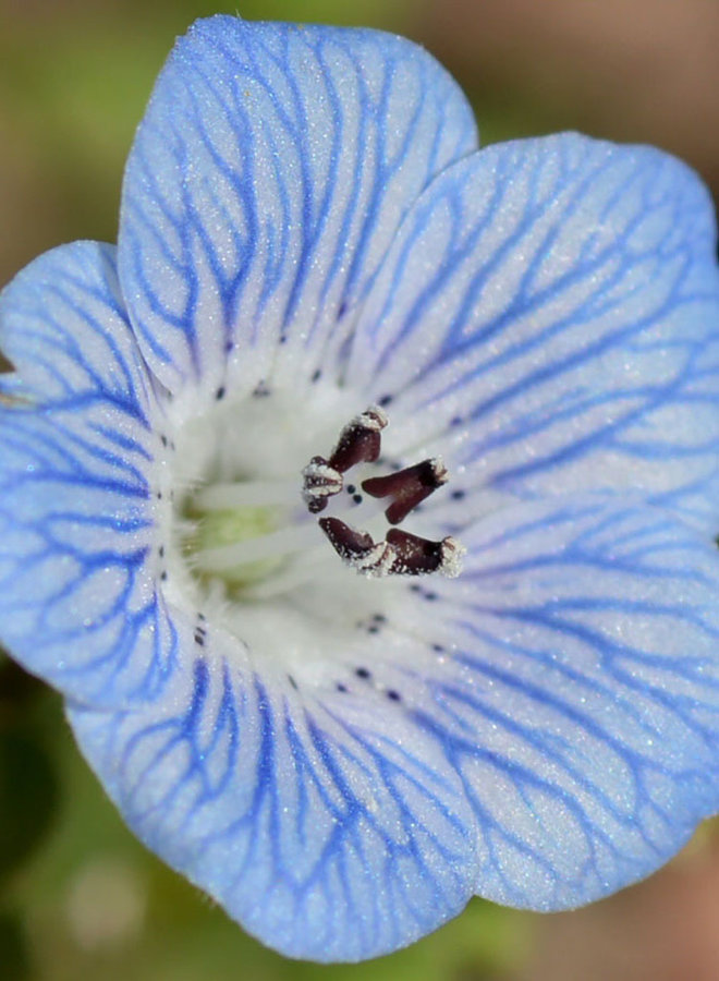 Nemophila menziesii - Baby Blue Eyes (Seed)