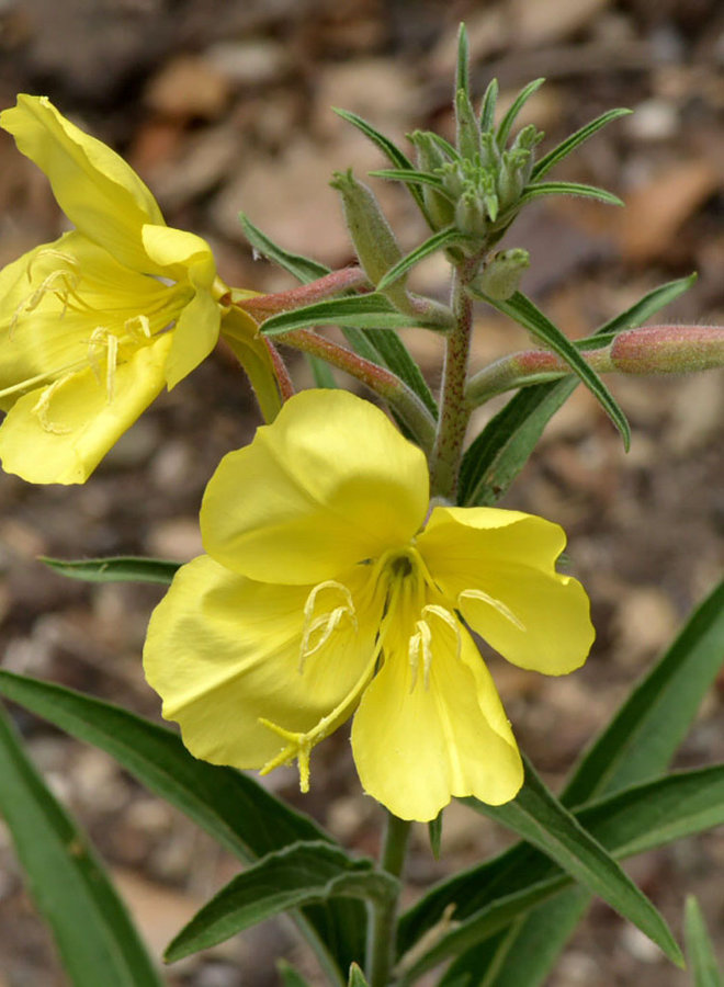 Oenothera elata ssp. hookeri - Hooker's Evening Primrose (Seed)
