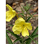 Oenothera elata ssp. hookeri - Hooker's Evening Primrose (Seed)