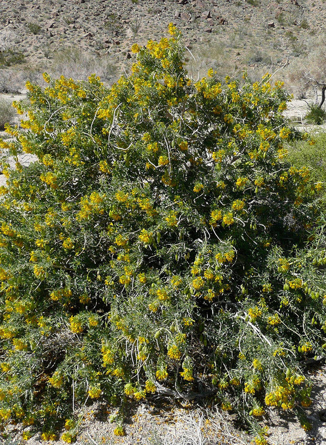 Peritoma arborea - Bladderpod (Seed)