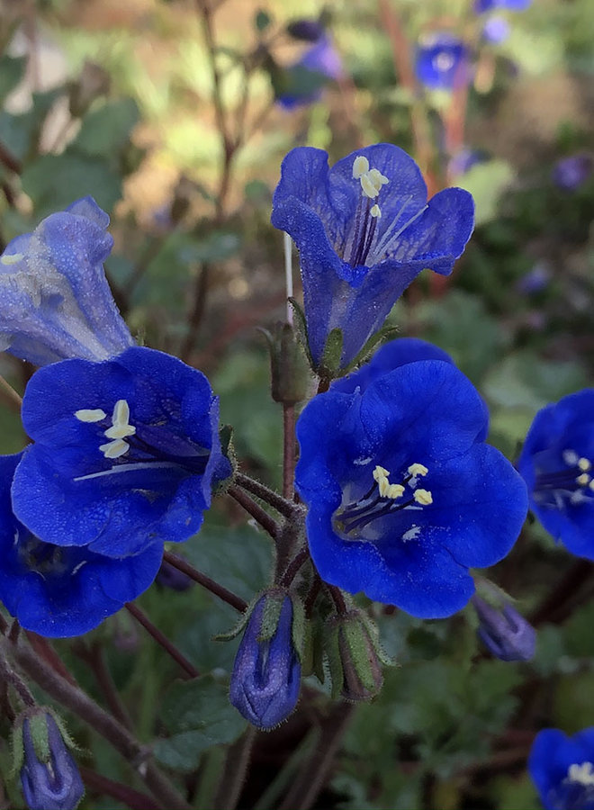 Phacelia campanularia - Desert Bluebells (Seed)