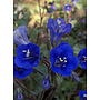 Phacelia campanularia - Desert Bluebells (Seed)