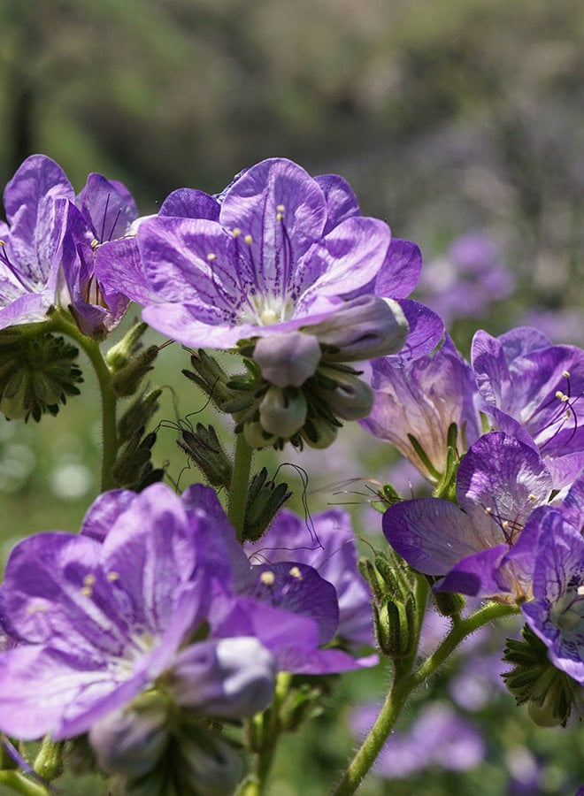 Phacelia grandiflora - Giant Flowered Phacelia (Seed)