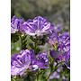 Phacelia grandiflora - Giant Flowered Phacelia (Seed)
