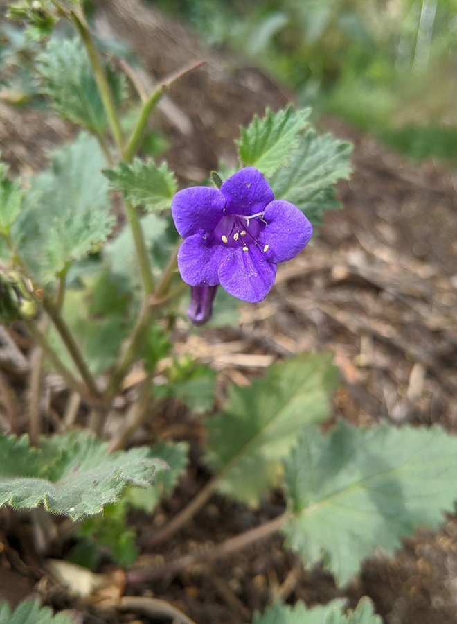 Phacelia minor - Canterbury Bells (Seed)