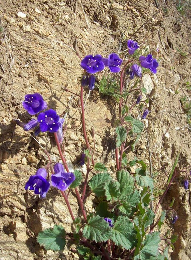 Phacelia minor - Canterbury Bells (Seed)