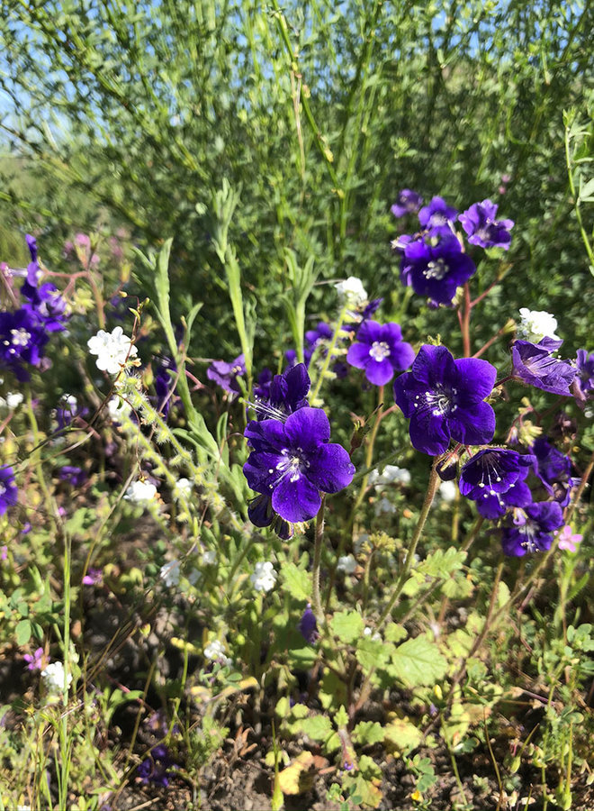 Phacelia parryi - Parry's Phacelia (Seed)