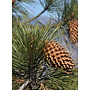 Pinus coulteri - Coulter Pine, Big Cone Pine, Bull Pine, Pitch Pine (Seed)