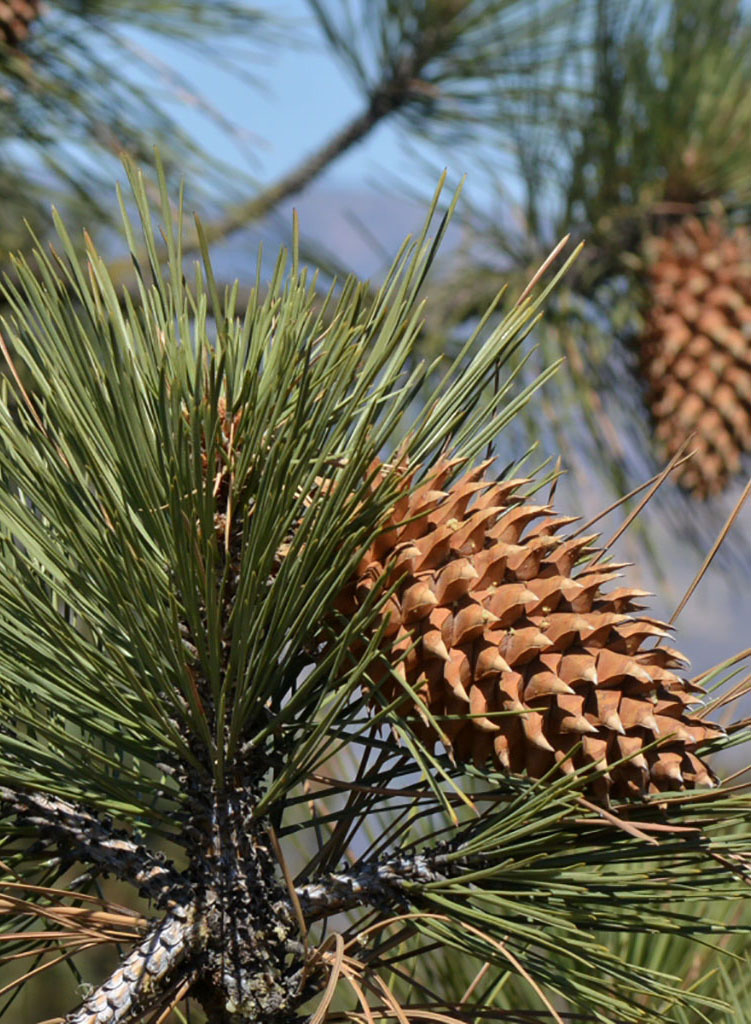 Pinus coulteri - Coulter Pine (Seed) - Theodore Payne Foundation Store