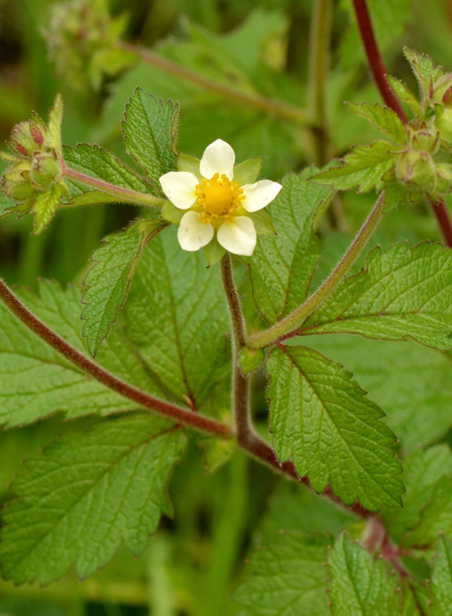 Drymocallis glandulosa - Sticky Cinquefoil (Seed)