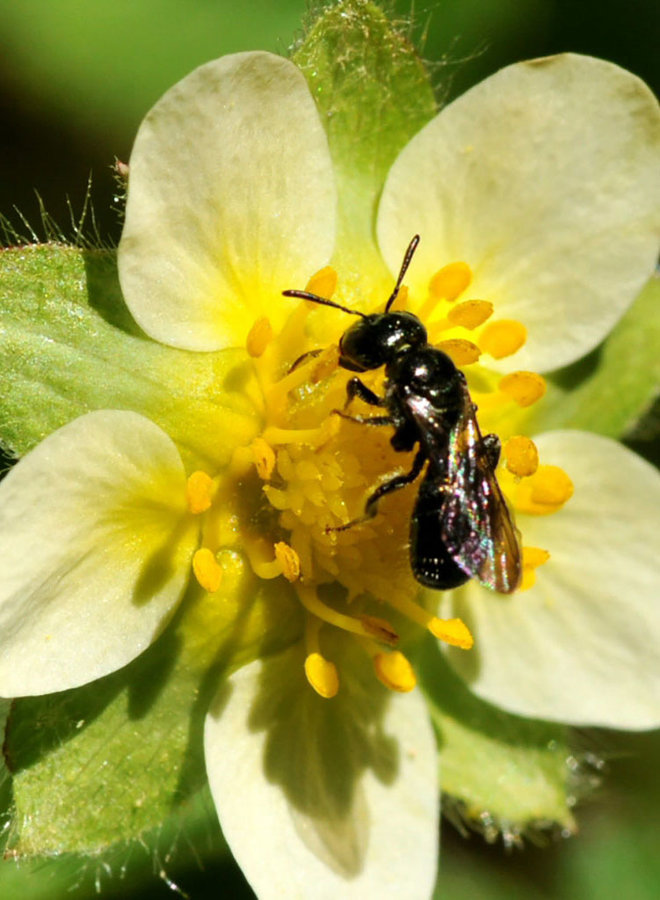 Drymocallis glandulosa - Sticky Cinquefoil (Seed)