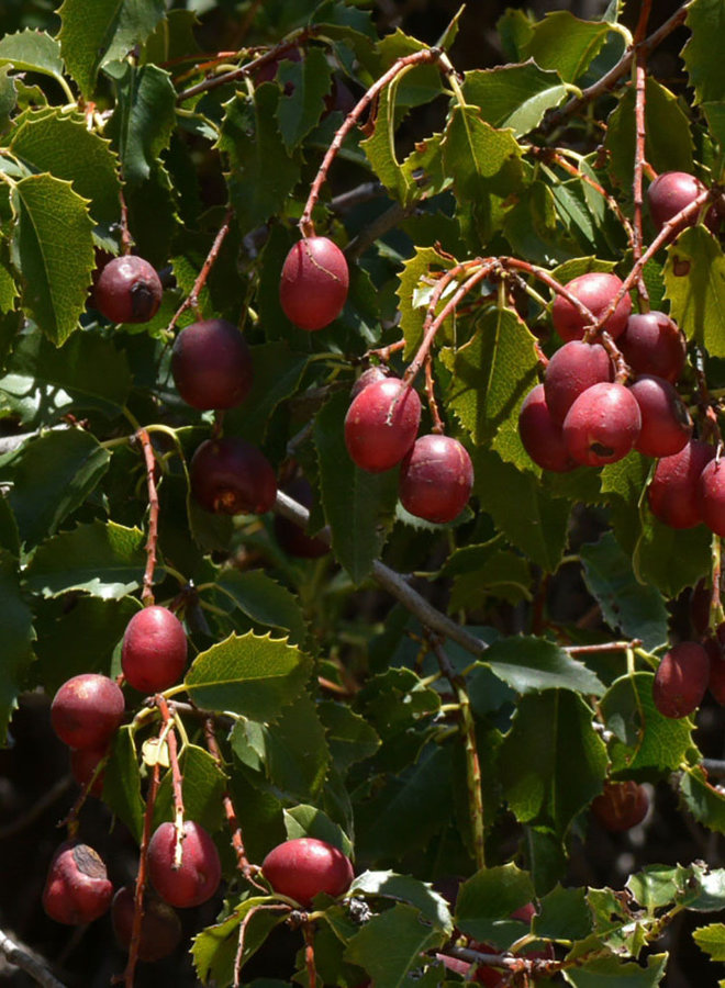 Prunus ilicifolia - Holly-leaf Cherry (Seed)