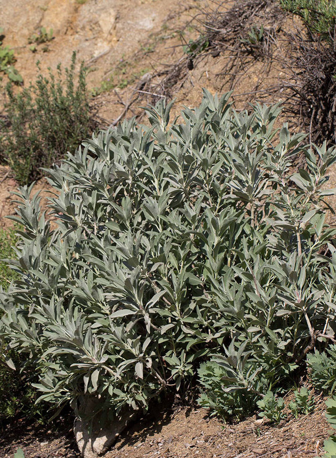 Salvia apiana - White Sage (Seed)