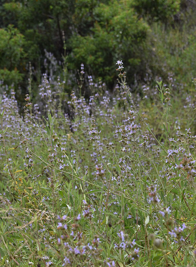 Salvia mellifera - Black Sage (Seed)