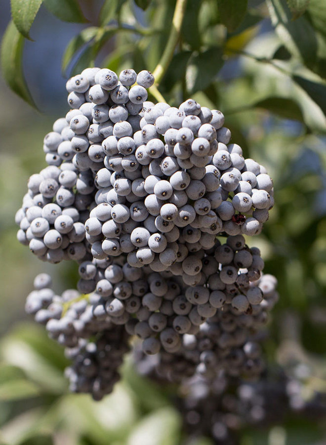 Sambucus nigra ssp. caerulea - Blue Elderberry, Mexican Elderberry (Seed)