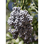 Sambucus nigra ssp. caerulea - Blue Elderberry, Mexican Elderberry (Seed)