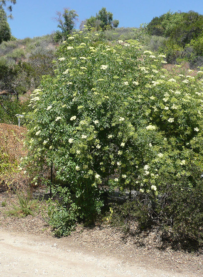 Sambucus nigra ssp. caerulea - Blue Elderberry, Mexican Elderberry (Seed)