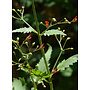 Scrophularia californica - Bee Plant, California Figwort (Seed)