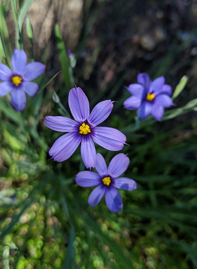 Sisyrinchium bellum - Blue Eyed Grass (Seed)