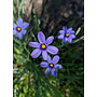 Sisyrinchium bellum - Blue Eyed Grass (Seed)