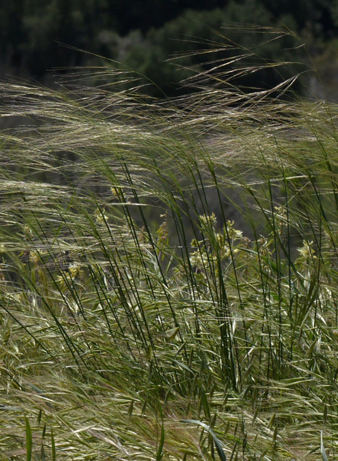 Stipa cernua - Nodding Needlegrass (Seed)