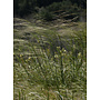 Stipa cernua - Nodding Needlegrass (Seed)