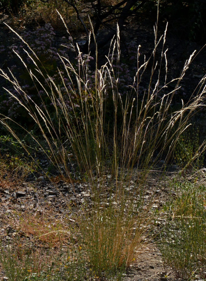 Stipa cernua - Nodding Needlegrass (Seed)