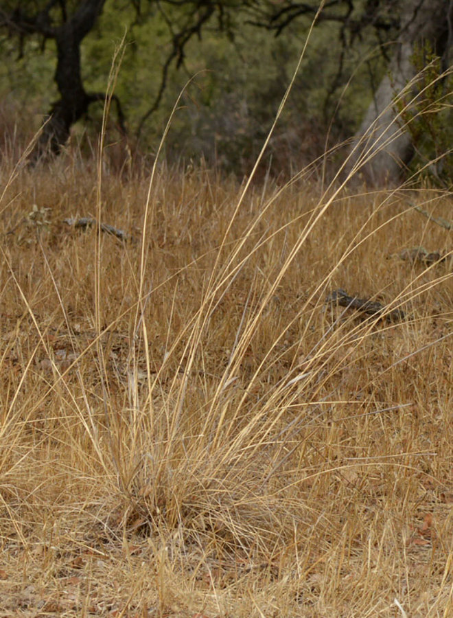 Stipa cernua - Nodding Needlegrass (Seed)